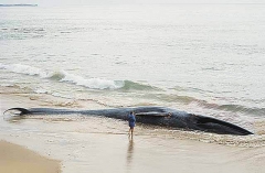 Blue Whale (Balaenoptera musculus brevicauda) Blue Whale (Balaenoptera musculus brevicauda)