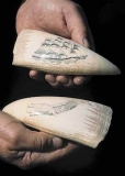 Sperm Whale (Physeter macrocephalus) Sperm Whale (Physeter macrocephalus)