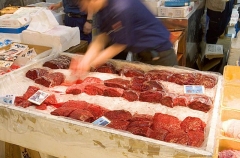 Minke Whale (Balaenoptera acutorostrata) Minke Whale (Balaenoptera acutorostrata)