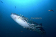 Whale Shark (Rhincodon typus) Whale Shark (Rhincodon typus)