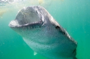 Whale Shark (Rhincodon typus) Whale Shark (Rhincodon typus)