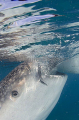 Whale Shark (Rhincodon typus) Whale Shark (Rhincodon typus)