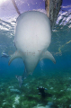 Whale Shark (Rhincodon typus) Whale Shark (Rhincodon typus)