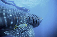 Whale Shark (Rhincodon typus) Whale Shark (Rhincodon typus)