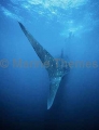 Whale Shark (Rhincodon typus) Whale Shark (Rhincodon typus)