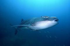 Whale Shark (Rhincodon typus) Whale Shark (Rhincodon typus)