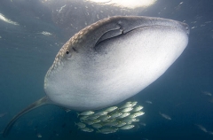 Whale Shark (Rhincodon typus) Whale Shark (Rhincodon typus)