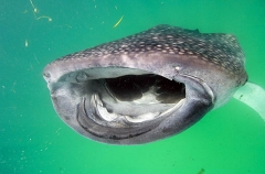 Whale Shark (Rhincodon typus) Whale Shark (Rhincodon typus)