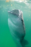Whale Shark (Rhincodon typus) Whale Shark (Rhincodon typus)