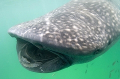 Whale Shark (Rhincodon typus) Whale Shark (Rhincodon typus)