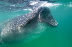 Whale Shark (Rhincodon typus) Whale Shark (Rhincodon typus)