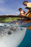 Whale Shark (Rhincodon typus) Whale Shark (Rhincodon typus)