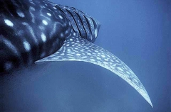 Whale Shark (Rhincodon typus) Whale Shark (Rhincodon typus)