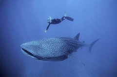 Whale Shark (Rhincodon typus) Whale Shark (Rhincodon typus)