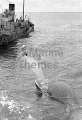 Whale chaser Stora with Blue Whales (Balaenoptera musculus intermedia) Whale chaser Stora with Blue Whales (Balaenoptera musculus intermedia)