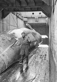 Worker with flencing knife cutting up Blue Whale (Balaenoptera musculus intermedia) Worker with flencing knife cutting up Blue Whale (Balaenoptera musculus intermedia)