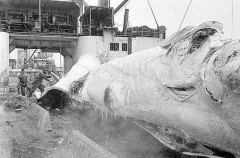 Workers with flencing knives stripping off blubber from Blue Whale (Balaenoptera musculus intermedia) Workers with flencing knives stripping off blubber from Blue Whale (Balaenoptera musculus intermedia)
