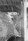 Worker with flencing knife stripping off blubber from Blue Whale (Balaenoptera musculus intermedia) Worker with flencing knife stripping off blubber from Blue Whale (Balaenoptera musculus intermedia)