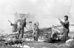 Workers with flencing knives cutting up carcasses of Blue Whales (Balaenoptera musculus intermedia) Workers with flencing knives cutting up carcasses of Blue Whales (Balaenoptera musculus intermedia)