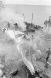 Workers with flencing knives cutting up carcass of Blue Whale (Balaenoptera musculus intermedia) Workers with flencing knives cutting up carcass of Blue Whale (Balaenoptera musculus intermedia)