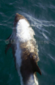 White-beaked Dolphin (Lagenorhynchus albirostris) White-beaked Dolphin (Lagenorhynchus albirostris)