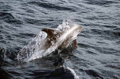 White-beaked Dolphin (Lagenorhynchus albirostris) White-beaked Dolphin (Lagenorhynchus albirostris)
