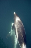 White-beaked Dolphins (Lagenorhynchus albirostris) White-beaked Dolphins (Lagenorhynchus albirostris)