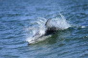 Pacific White-sided Dolphin (Lagenorhynchus obliquidens) Pacific White-sided Dolphin (Lagenorhynchus obliquidens)