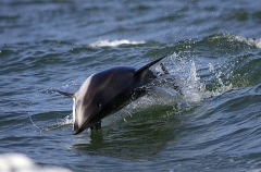 Pacific White-sided Dolphin (Lagenorhynchus obliquidens) Pacific White-sided Dolphin (Lagenorhynchus obliquidens)