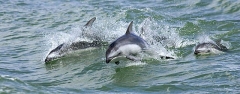 Pacific White-sided Dolphin (Lagenorhynchus obliquidens) Pacific White-sided Dolphin (Lagenorhynchus obliquidens)