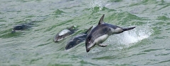 Pacific White-sided Dolphin (Lagenorhynchus obliquidens) Pacific White-sided Dolphin (Lagenorhynchus obliquidens)