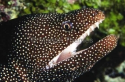 Whitemouth Moray Eel (Gymnothorax meleagris) Whitemouth Moray Eel (Gymnothorax meleagris)
