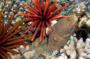 Whitemouth Moray (Gymnothorax meleagris) Whitemouth Moray (Gymnothorax meleagris)
