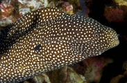 Whitemouth Moray (Gymnothorax meleagris) Whitemouth Moray (Gymnothorax meleagris)