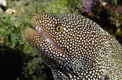 Whitemouth Moray Eel (Gymnothorax meleagris) Whitemouth Moray Eel (Gymnothorax meleagris)