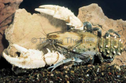 Murry River Crayfish (Euastacus armatus) Murry River Crayfish (Euastacus armatus)