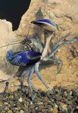 Yabby or Freshwater Crayfish (Cherax destructor) Yabby or Freshwater Crayfish (Cherax destructor)