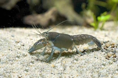 Yabby (Cherax Destructor) Yabby (Cherax Destructor)