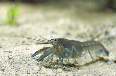Yabby (Cherax Destructor) Yabby (Cherax Destructor)