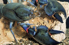 Banjo Claw Yabby or Freshwater Crayfish (Cherax sp.) Banjo Claw Yabby or Freshwater Crayfish (Cherax sp.)