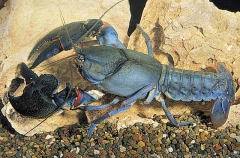 Banjo Claw Yabby or Freshwater Crayfish (Cherax sp.) Banjo Claw Yabby or Freshwater Crayfish (Cherax sp.)
