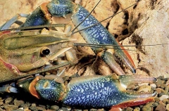 Redclaw Yabby or Crayfish (Cherax quadricarinatus) Redclaw Yabby or Crayfish (Cherax quadricarinatus)