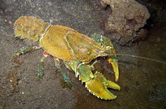 Glenelg River Cray (Euastacus bispinosus) Glenelg River Cray (Euastacus bispinosus)