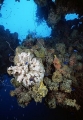Sponge and other encrusting growth on the prop of the Yamagiri Maru, Japanese WW II shipwreck. Sponge and other encrusting growth on the prop of the Yamagiri Maru, Japanese WW II shipwreck.