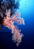 Soft Corals (Dendronephthya sp.) Soft Corals (Dendronephthya sp.)