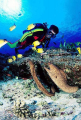 Yellowmargin Morays (Gymnothorax flavimarginatus) Yellowmargin Morays (Gymnothorax flavimarginatus)
