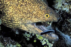 Yellowmargin Moray Eel (Gymnothorax flavimarginatus)