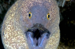 Yellowmargin Moray (Gymnothorax flavimarginatus) Yellowmargin Moray (Gymnothorax flavimarginatus)