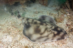 Banded Guitarfish (Zapteryx exasperata) Banded Guitarfish (Zapteryx exasperata)