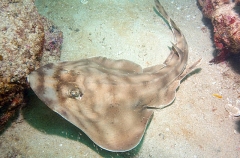 Banded Guitarfish (Zapteryx exasperata) Banded Guitarfish (Zapteryx exasperata)